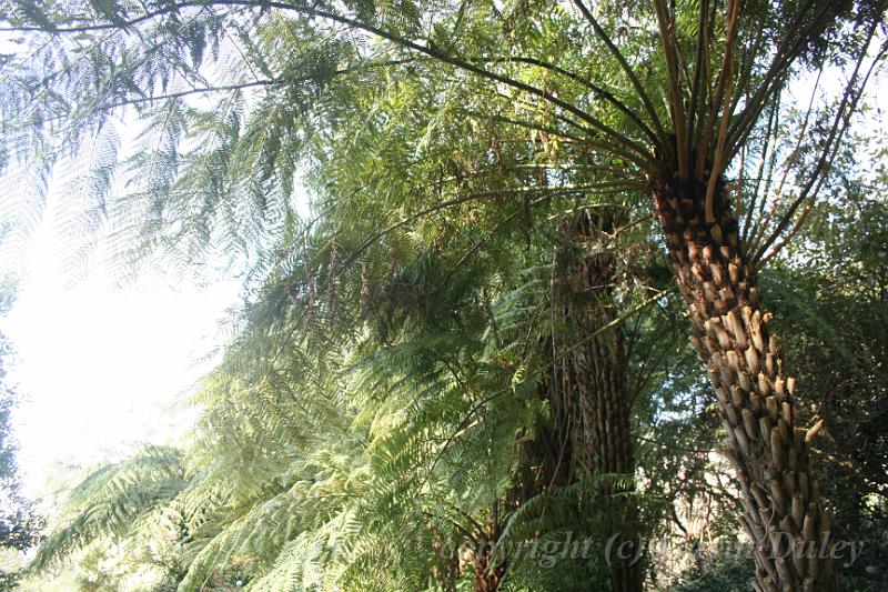 Tree ferns, Tindale Gardens IMG_6781.JPG